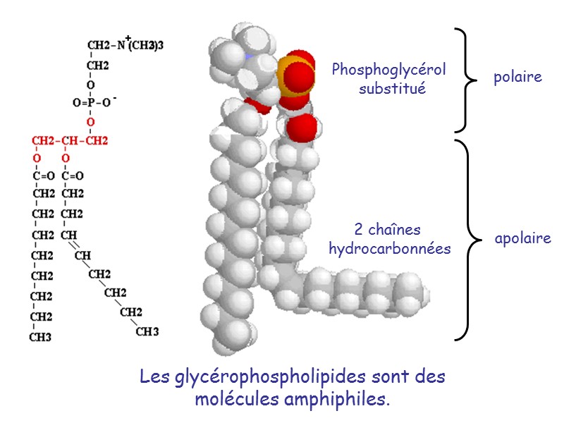 Phosphoglycérol  substitué 2 chaînes  hydrocarbonnées Les glycérophospholipides sont des  molécules amphiphiles.